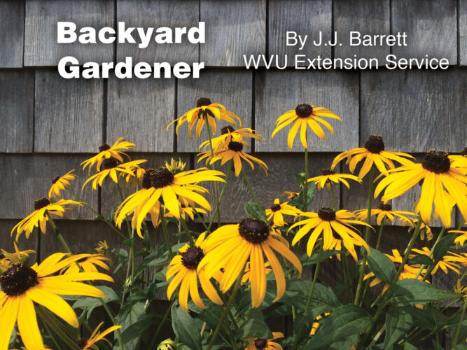 Backyard Gardener: Black-eyed Susan - America’s favorite wildflower